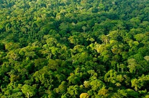 foret rdc