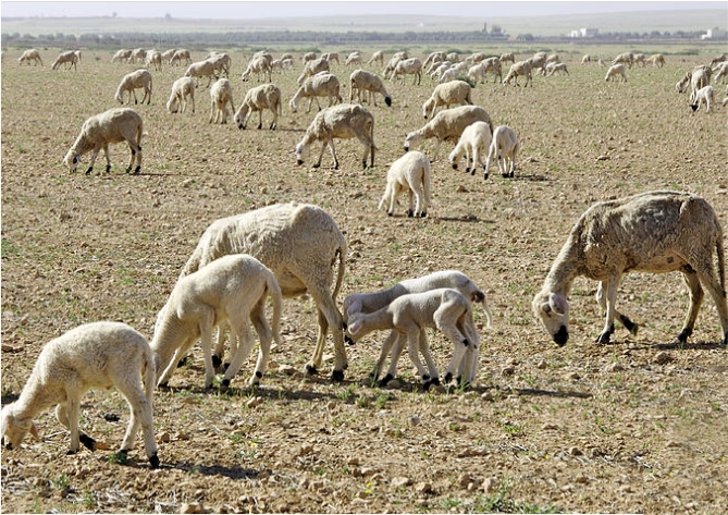 دليل الأمراض الشائعة عند الأغنام بالمغرب Transfert De Technologie En Agriculture Maroc